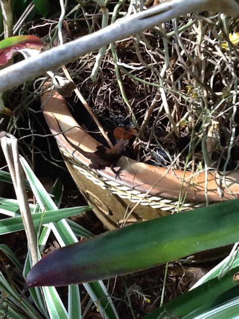 Crested Anole from Vizcaya County Park, Miami, FL, US on April 21, 2017 at 09:33 AM by eslali50 ...