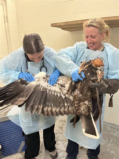 Sanibel’s Story: In Honor Of U.S. National Save the Eagles Day ...