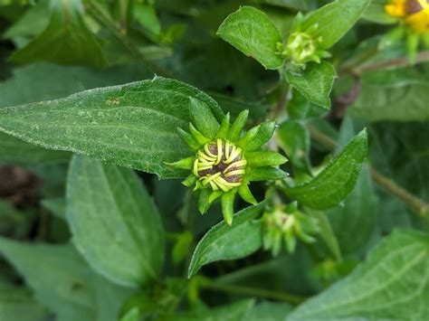 Rudbeckia Hirta (Black Eyed Susan, Black-eyed Susan,, 48% OFF