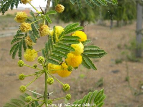 Yellow Mimosa | Flowering Trees | Gardening