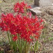 Native to Texas. Oxblood Lily. | Drought tolerant landscape, Drought ...