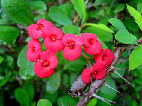 Crown of Thorns Plants (Pot Plants) - Santhi Online Plants Nursery