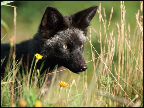 Renard noir photo et image | nature, animaux, animaux sauvages Images ...