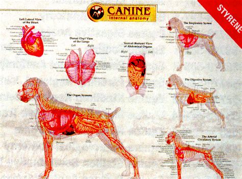 Canine Anatomy Chart Set of Three Wall Charts