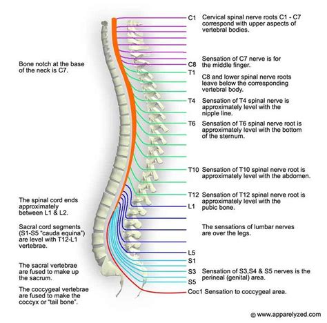 Pictures Of Cervical Spinal Nerve