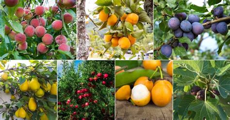 Evergreen Fruit Trees Examples | napnepal.gov.np