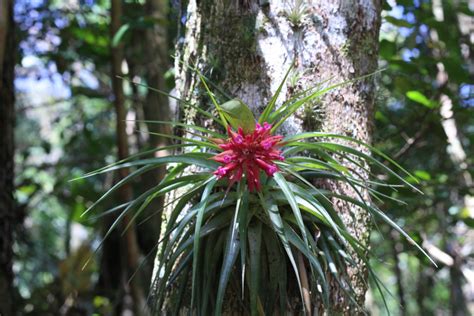 Bosque Nublado Flora Y Fauna