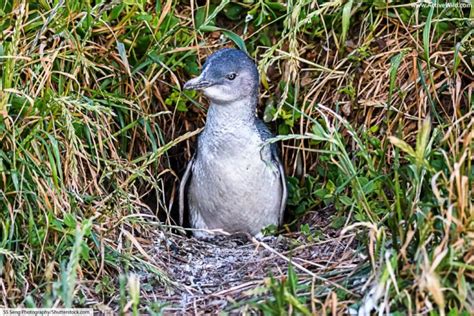 Little Penguin Facts, Pictures, Video & Info: Smallest Penguin In The World