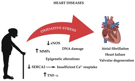 Life | Free Full-Text | The Role of Oxidative Stress in Cardiovascular Aging and Cardiovascular ...