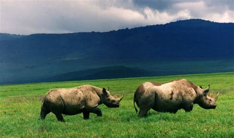 Cratère du Ngorongoro - Afrique Tourisme