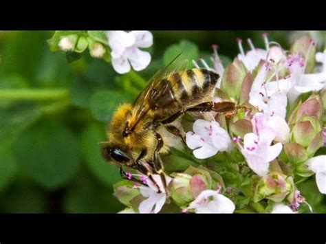 Carniolan Honey Bee - YouTube