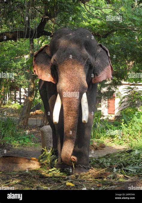 Indian elephant eats green plant leaves, India, Kerala, Kochi Stock Photo - Alamy