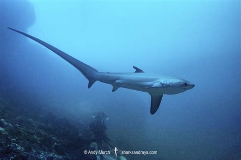 Pelagic Thresher Shark - Alopias pelagicus