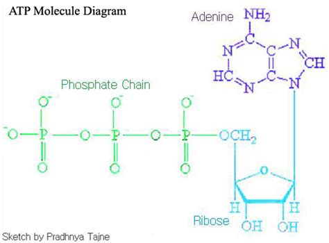 What is ATP