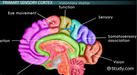 Sensory Cortex: Definition & Function - Video & Lesson Transcript ...