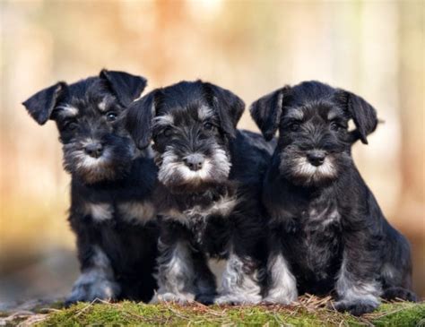 Standard Schnauzer Dog Breed – Origin, Behavior, Trainability, Puppy, Price, Health, Facts