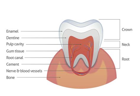 Tooth Enamel Structure