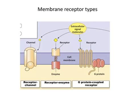 PPT - Membrane receptor types PowerPoint Presentation, free download ...