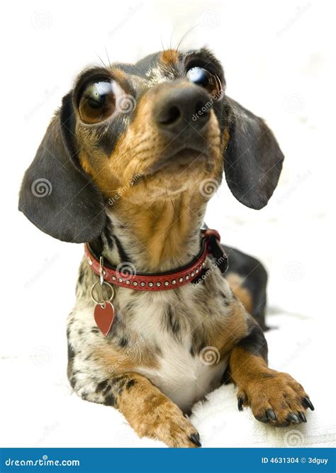 Surprised Dog Stock Images - Image: 4631304