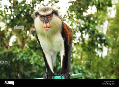 Mona Monkey in the Grand Etang Forest Reserve in Grenada Stock Photo: 88562223 - Alamy