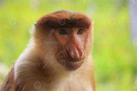 Portrait of Proboscis monkey, Borneo, Malaysia 1210872 Stock Photo at Vecteezy