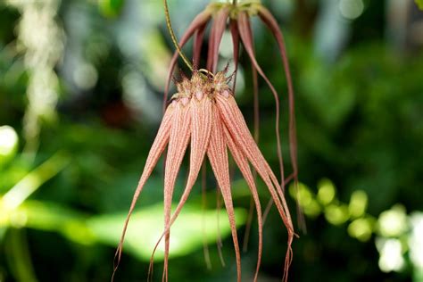 The Best of Bulbophyllum Orchids - Orchid Republic