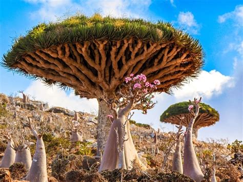 Dracaena cinnabari the Dragons Blood Tree Socotra Island off the southeast coast of Yemen Photo ...