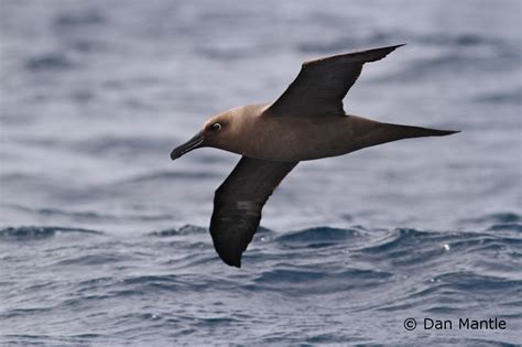 Leeuwin Current Birding: Albany Pelagic Trip Report - 5 May 2013