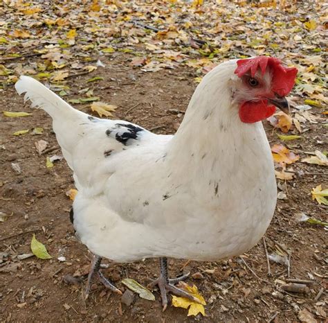 Austra White - White Egg Laying Chickens for Sale | Cackle Hatchery®