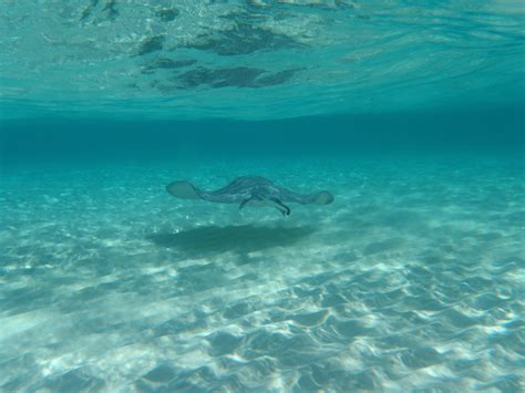 Cayman Islands Flora and Fauna