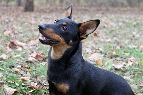 How to Train a Lancashire Heeler - Alaska Dog Works