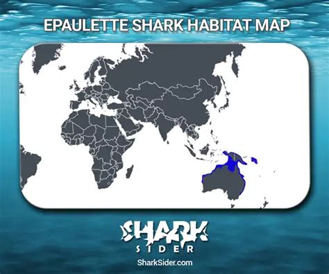 Epaulette Shark– Facts, Size, Behavior, Diet, Pictures