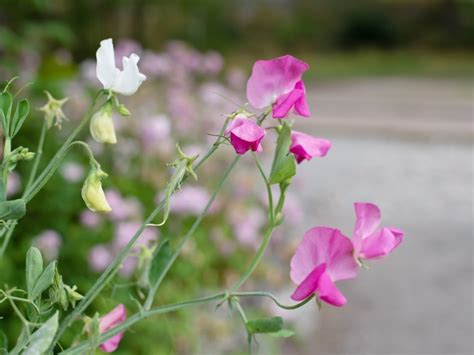 Growing Sweet Peas: Caring For Sweet Pea Flowers | Gardening Know How