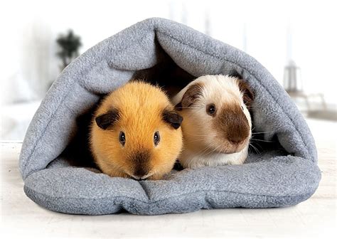 Pet guinea pigs are becoming more popular in Chattanooga. Here’s what ...