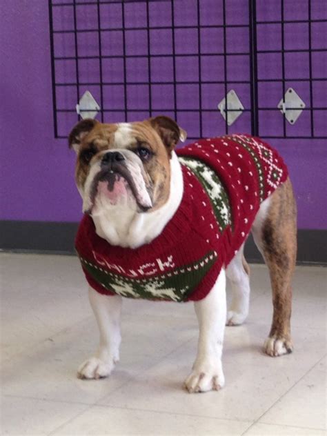 English bulldog Christmas sweater. Handmade. Fits by royaltcrown