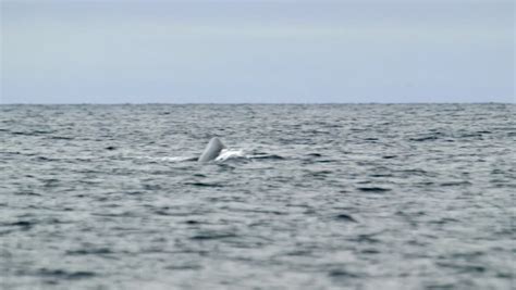 Bowhead Whale Breaching The Water Of The Arctic Ocean. Stock Footage Video 5046647 - Shutterstock