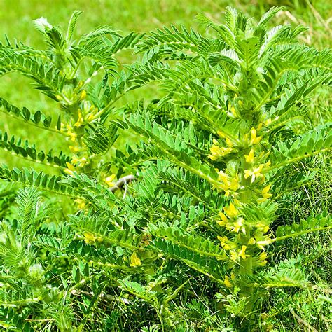 Astragalus Seeds Heirloom Medicinal Herb | Etsy