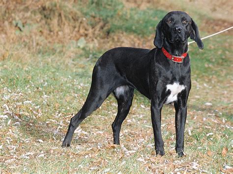 What Is The Plott Hound? North Carolina's State Dog - North Carolina Field and Family