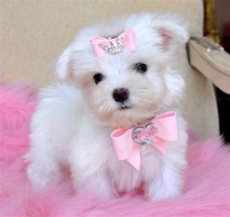 Teacup Maltese Puppy for Free adoption. - Nyack, loy 56 rd - Animal, Pet