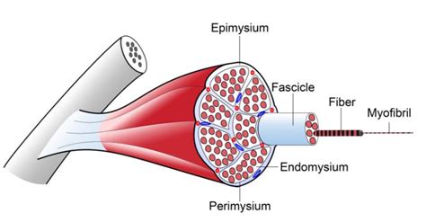 Skeletal Muscle Histology Diagram