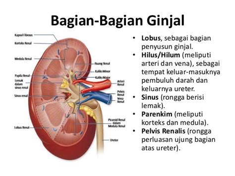 Gambar Sistem Ekskresi Dan Fungsinya Lemak - IMAGESEE