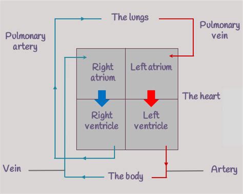 Share more than 153 draw diagram of heart latest - seven.edu.vn