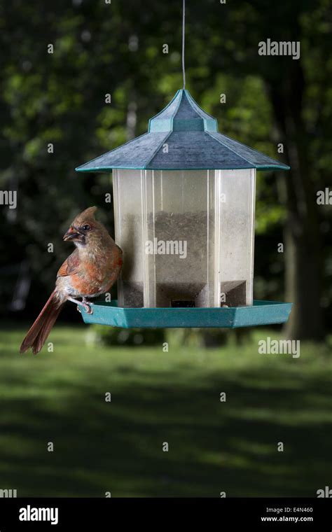 female cardinal feeding Stock Photo - Alamy