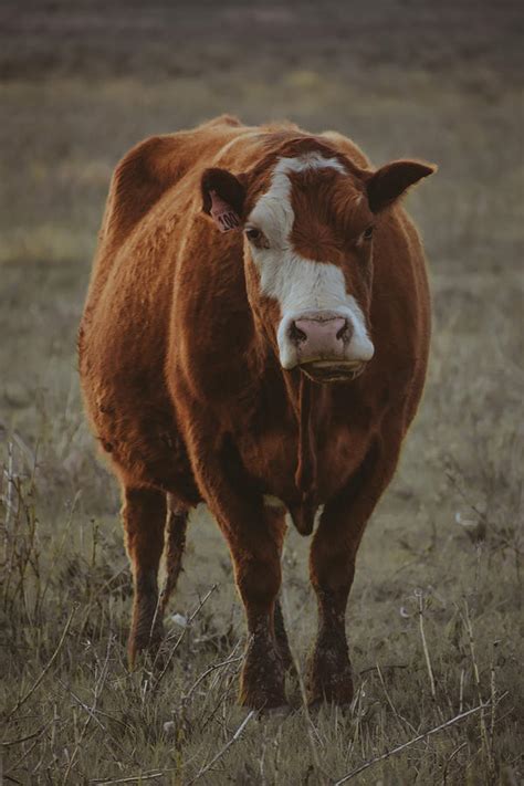 Chewing Cud Photograph by Riley Bradford | Fine Art America