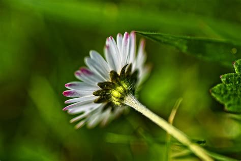 Common Daisy Flower - Free photo on Pixabay