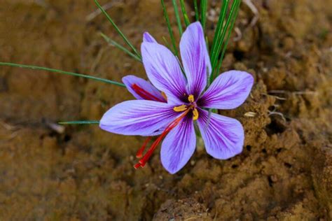 How To Use Saffron For Weight Loss?