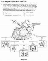 Endocrine Glands System Coloring Page Pages sketch template
