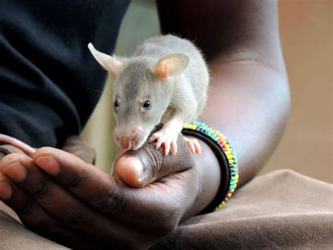 Rats Sniff Out Landmines - ABC News