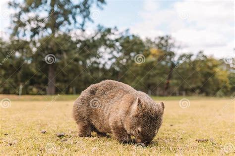 Common Wombat Eating Grass in a Field. Stock Image - Image of wombat ...