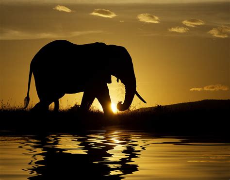 black, elephant, photography, silhouette, sunset - image #302353 on ...